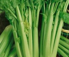 (C) Celery Tall Utah seeds 0.5g