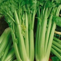 (C) Celery Tall Utah seeds 0.5g