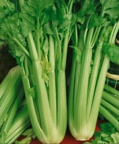 (C) Celery Tall Utah seeds 0.5g