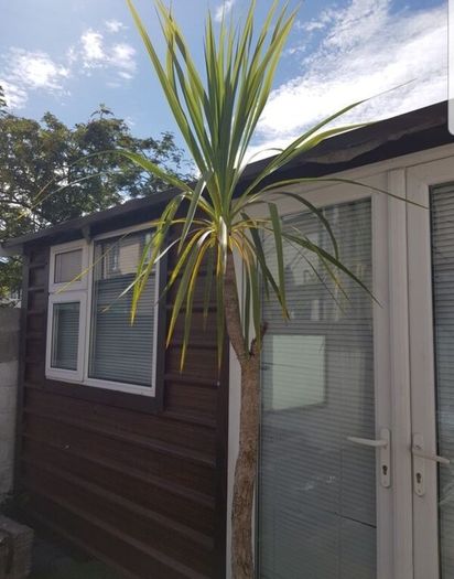 Palm Tree