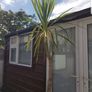 Palm Tree Image 4