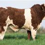 2 Serious Quality Simmental Bulls For Sale Image 7