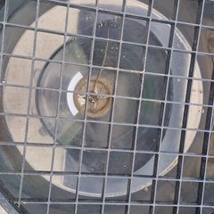 Lamb feeder