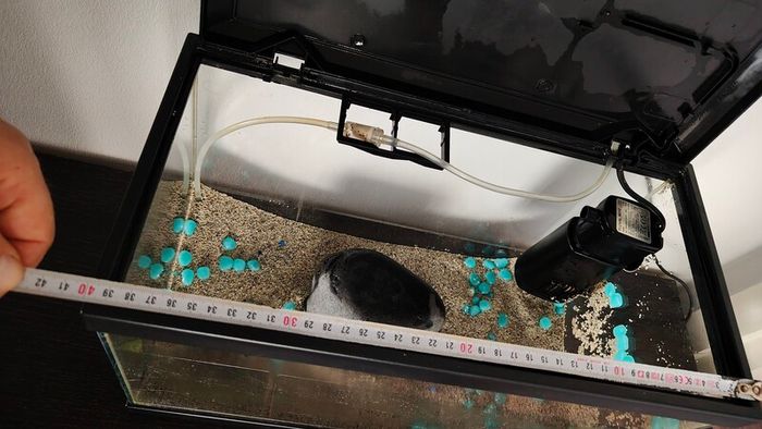 Small fish tank