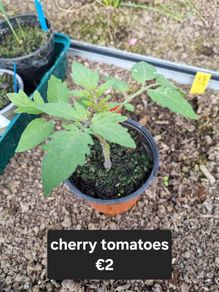 tomato plant