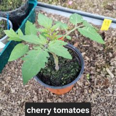 tomato plant