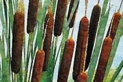 plants
