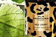 Mancera wild cherry 10 ml samples