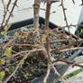 Native Irish Hawthorn Bonsai #2 Image 4