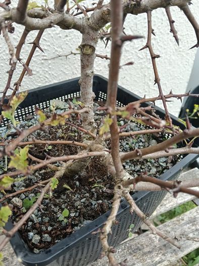 Native Irish Hawthorn Bonsai #2