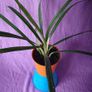 plant Image 3