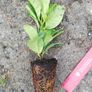 Laurel Hedging Image 4
