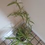 Mature spider plant in whiteceramic pot Image 2