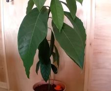 Avocado Tree House plant