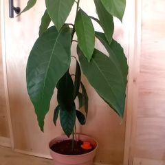 Avocado Tree House plant