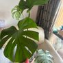 Monstera Image 3