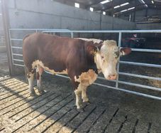 Hereford bull