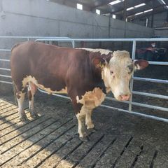 Hereford bull