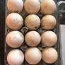 muscovy  Hatching eggs Image 3
