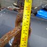 Very Large Heavy 19th Century Wrought Iron Anchor Image 4