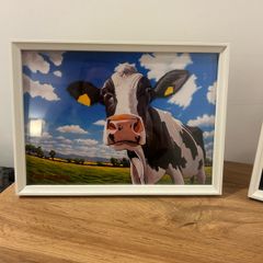 cow print