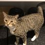 Cat adoption Image 4