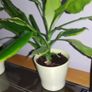 Yucca houseplant Image 5
