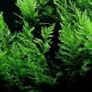 Bolbitis - aquarium plant for driftwood or rocks 25-30 cm Image 2