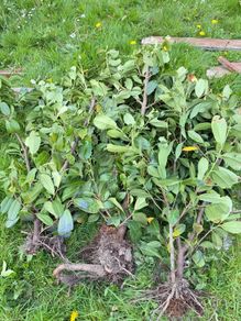 plants for hedging