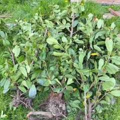 plants for hedging
