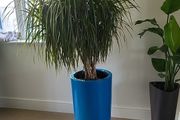 Interior planter