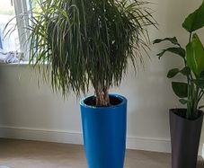 Interior planter