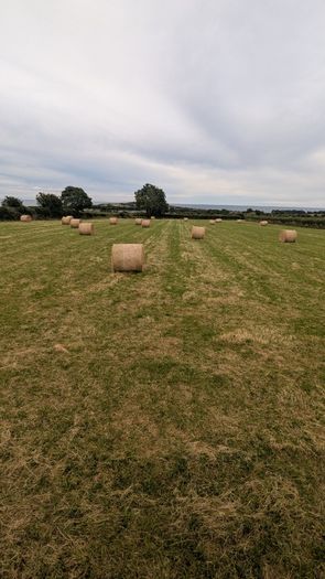 Excellent Quality Hay Bales