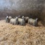 Ewe Lambs Image 5