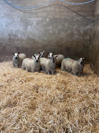 Ewe Lambs
