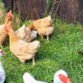 Hens Image 6