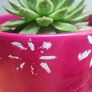 Indoor Plants Image 2