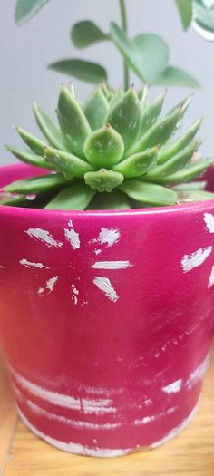 Indoor Plants