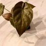 plant Image 3