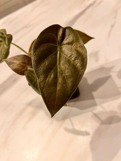 plant