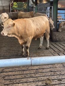 Charlaois bulls