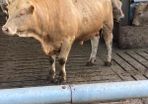 Charlaois bulls