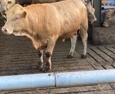 Charlaois bulls