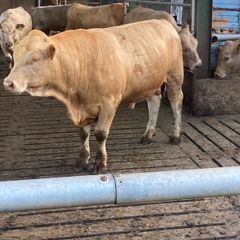 Charlaois bulls