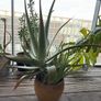 big aloe vera Image 3