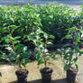 Portuguese Laurel Image 6