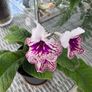 Streptocarpus aka Cape Primrose Image 3
