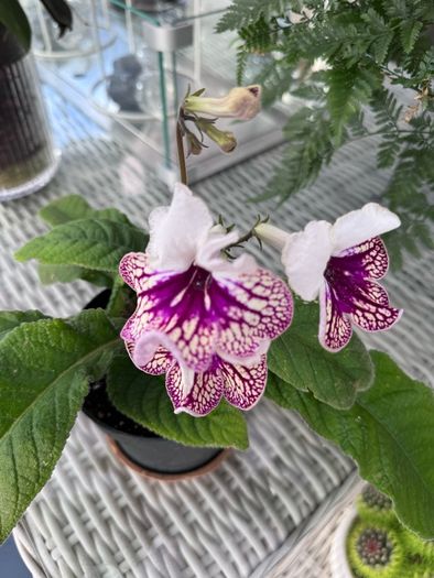 Streptocarpus aka Cape Primrose