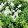 Box hedging 2ft Buxus Image 6