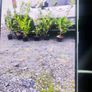 Laurel Hedging in 5 litre pots 4ft just 5 Euro Image 2